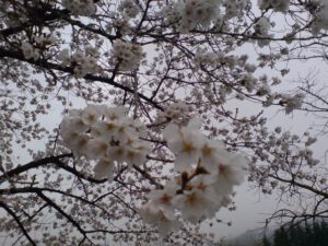 Kirschblüte Südkorea Gyeong-ju