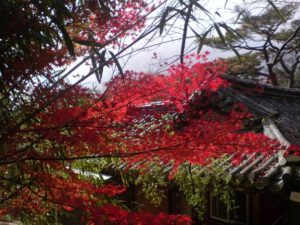 Herbst Südkorea Gyeong-Ju